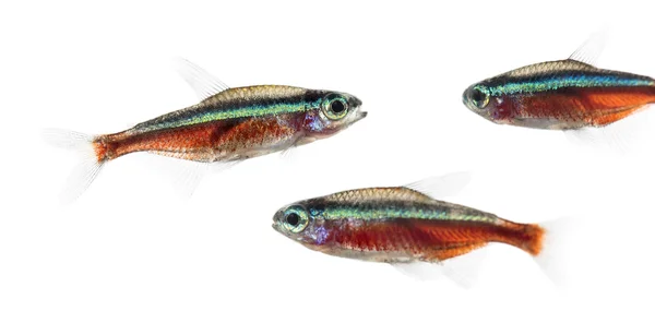 Group of Cardinalis fish or cardinal tetra isolated on white — Stock Photo, Image