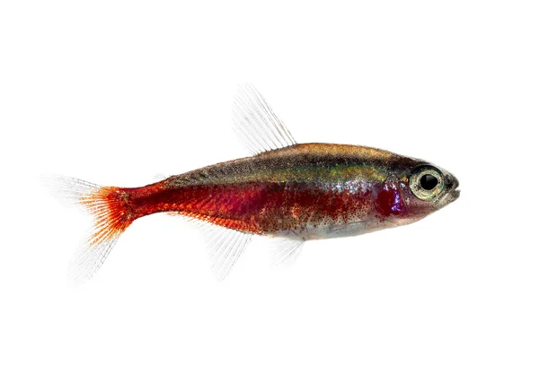 Side view of a cardinal tetra isolated on white — Stock Photo, Image