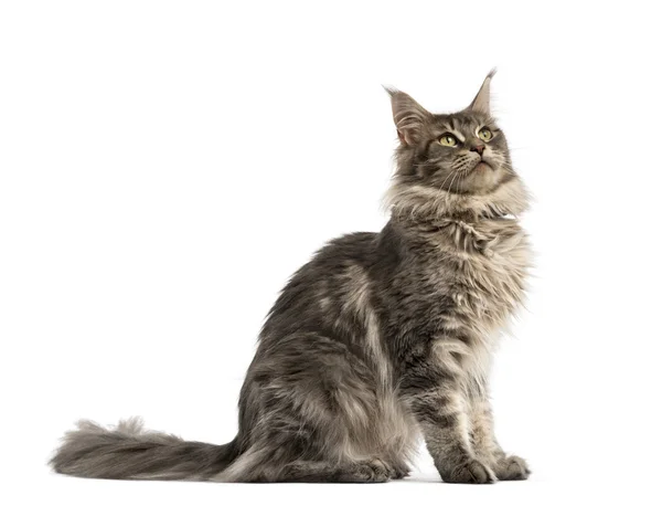 Side view of a Maine coon sitting isolated on white — Stock Photo, Image