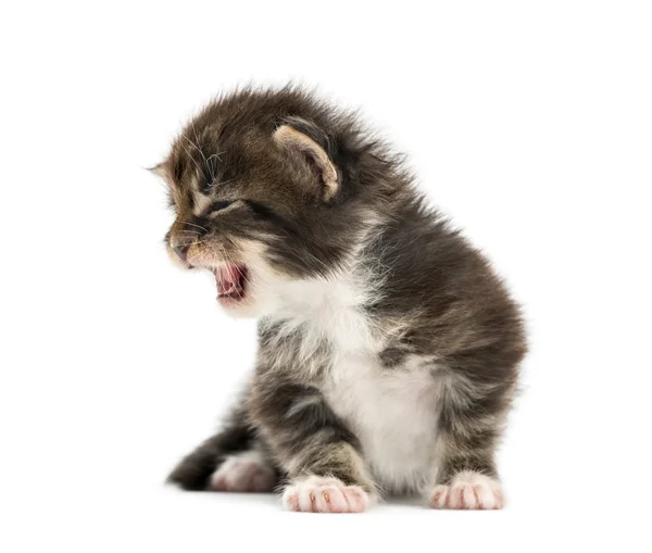 Maine coon gatinho meowing isolado em branco — Fotografia de Stock