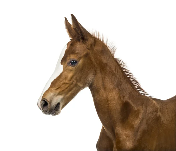 Side view of a close-up of a foal — Stock Photo, Image
