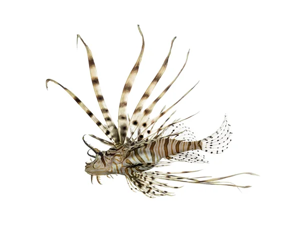 Side view of a red lionfish isolated on white — Stock Photo, Image