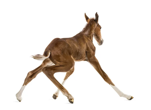 Achteraanzicht van een veulen opstaan en balanceren — Stockfoto