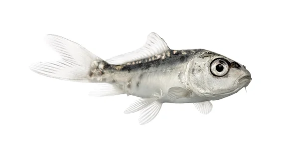 Side view of a grey koi isolated on white — Stock Photo, Image