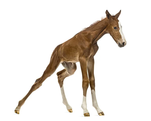 Foal de pie y equilibrándose aislado en blanco — Foto de Stock