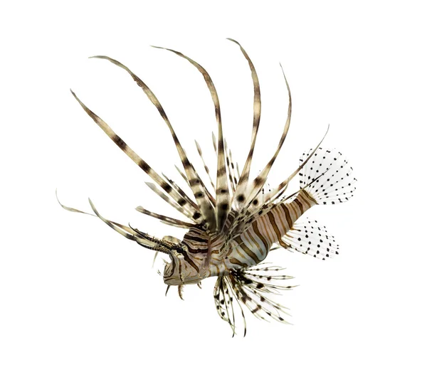 Side view of a red lionfish isolated on white — Stock Photo, Image