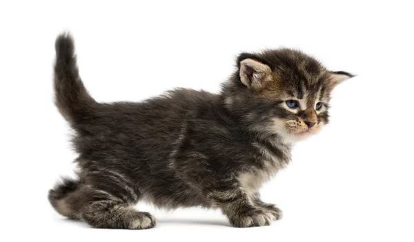 Side view of a Maine coon kitten isolated on white — Stock Photo, Image