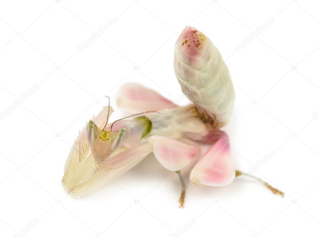 Female praying mantis, orchid mantis, isolated on white