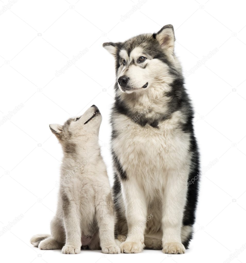 Alaskan Malamute puppies and his mum sitting isolated on white