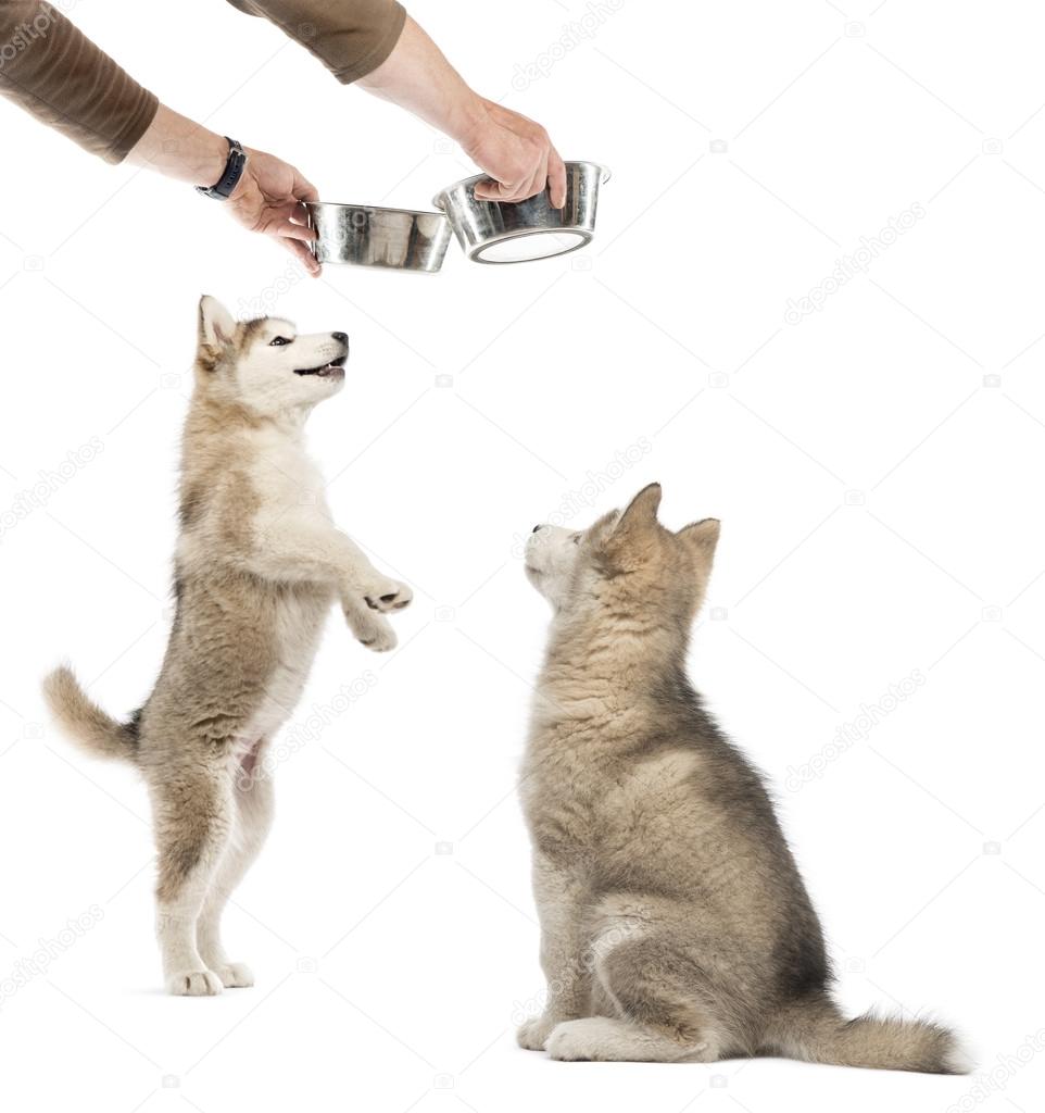 Alaskan Malamute puppies with a bowl isolated on white
