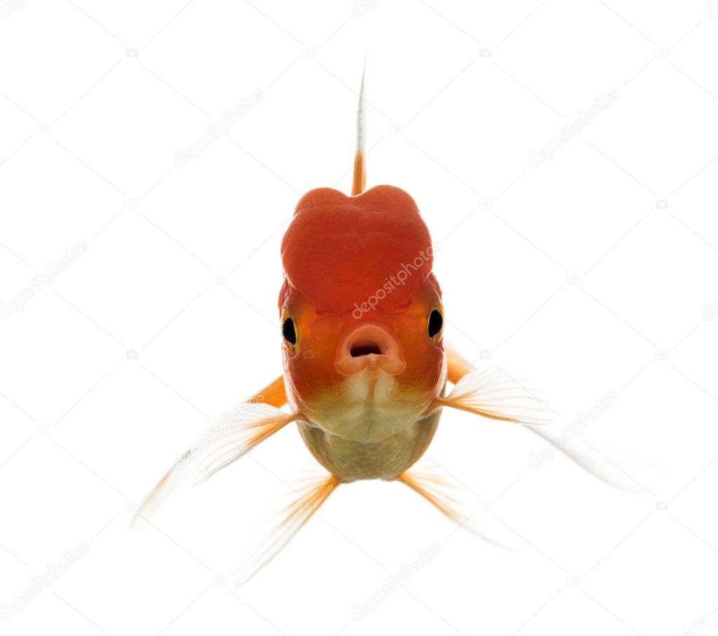 Front view of a Lion's head goldfish opening mouth — Stock Photo ©  lifeonwhite #128695832