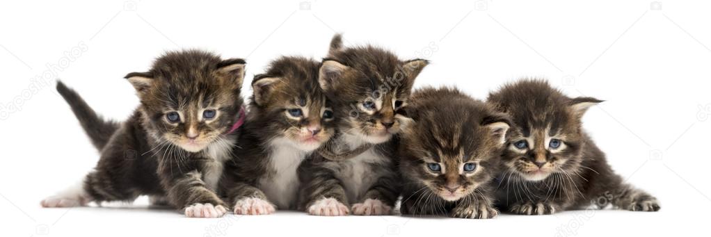 Maine coon kitten in a row isolated on white