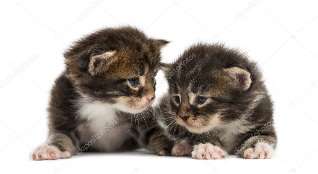 Maine coon kittens interacting isolated on white