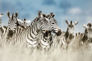 Sürüsütoz vahşi Savannah, Serengeti, Afrika