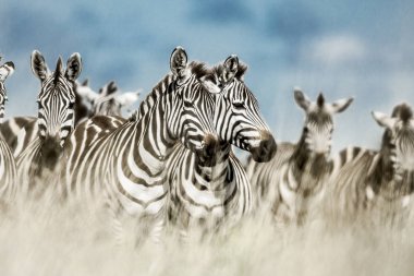 Herd of zebra in the wild savannah, Serengeti, Africa clipart