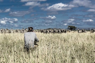 Photographer and group of zebras in Serengeti National Park clipart