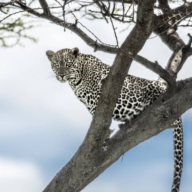 Leopar ağaca Serengeti Ulusal Parkı'nda oturan