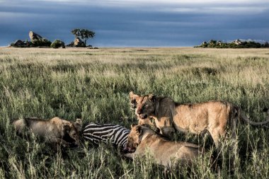 Erkek ve dişi aslanlar zebralar Serengeti Ulusal Parkı'nda yemek