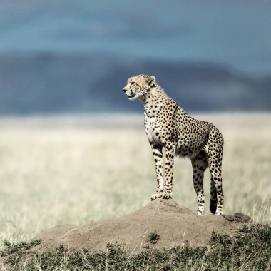 Cheetah çevresinde Serengeti Milli Parkı içinde izlerken bir Höyük üzerinde