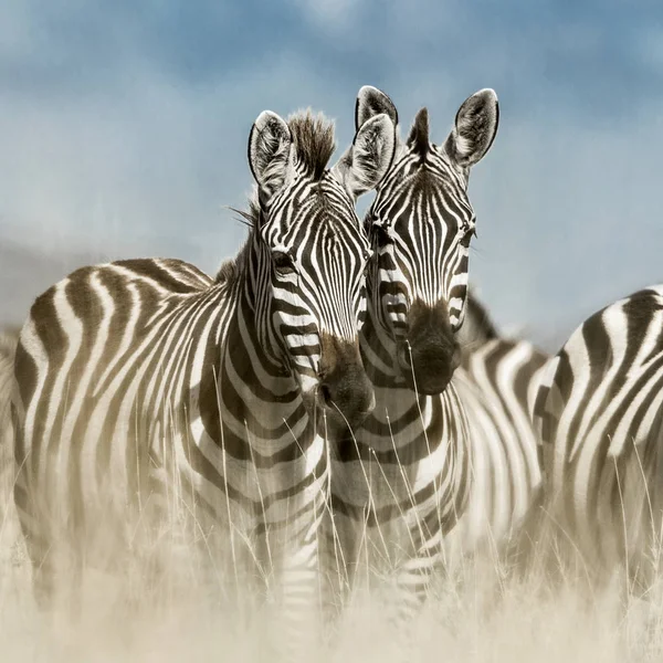 Stádo zeber v divoké savannah, Serengeti, Afrika — Stock fotografie