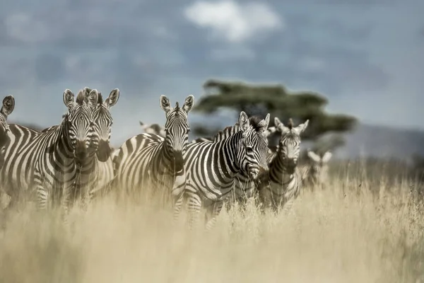 Besättningen på zebra i vilda savannen, Serengeti, Afrika — Stockfoto