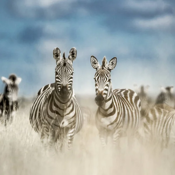 Besättningen på zebra i vilda savannen, Serengeti, Afrika — Stockfoto