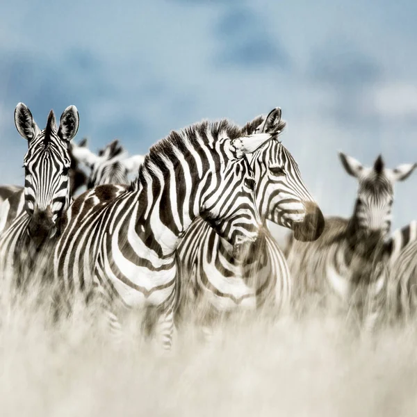 Stádo zeber v divoké savannah, Serengeti, Afrika — Stock fotografie