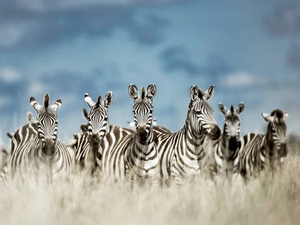 Manada de zebra na savana selvagem, Serengeti, África — Fotografia de Stock