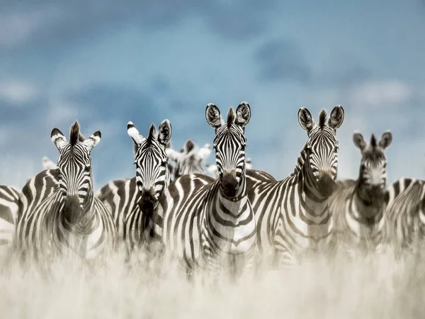 Kudde zebra in de wilde savanne, Serengeti, Afrika — Stockfoto