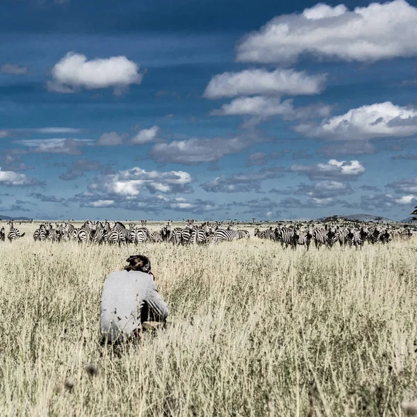 Fotógrafo e grupo de zebras no Parque Nacional Serengeti — Fotografia de Stock