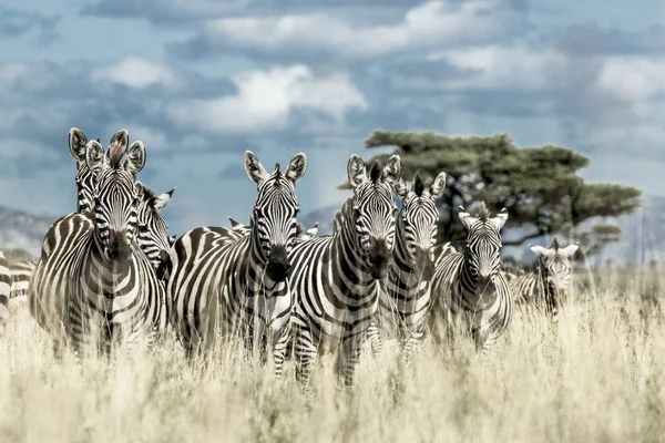 Manada de zebra na savana selvagem, Serengeti, África — Fotografia de Stock