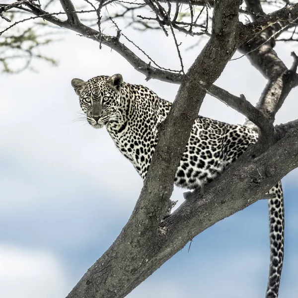 Leopard siedzi na drzewie w parku narodowym Serengeti — Zdjęcie stockowe