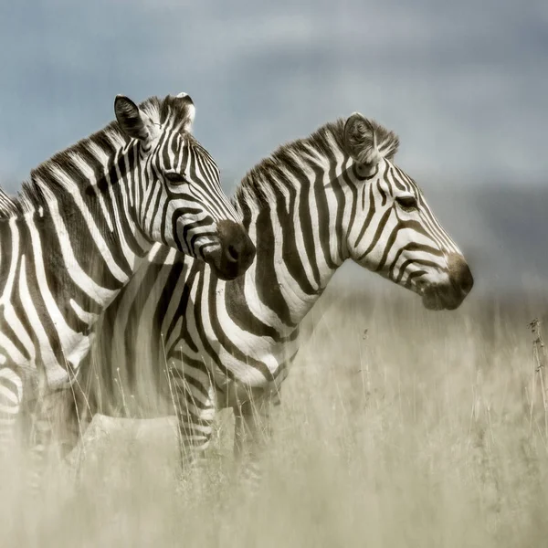 Dwie zebry w savannah, Serengeti, Afryka — Zdjęcie stockowe