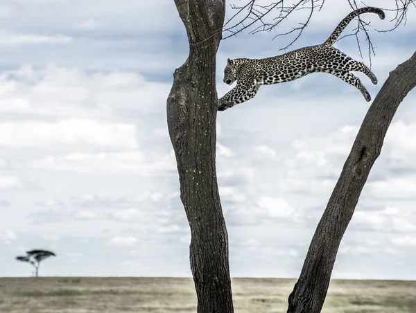 Leopard skoki między drzewami w parku narodowym Serengeti — Zdjęcie stockowe