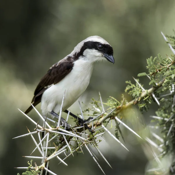 Northern white-crowned shrike perched on a acacia — Stock Photo, Image