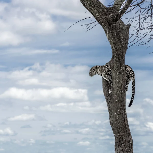 Leopard na drzewie w parku narodowym Serengeti — Zdjęcie stockowe