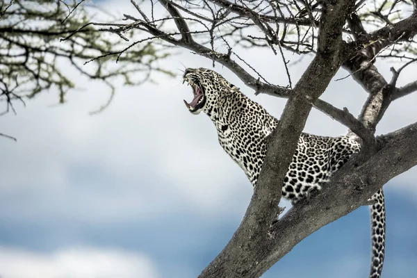 Serengeti Ulusal Parkı'nda bir ağaçta bağırıyor leopar — Stok fotoğraf