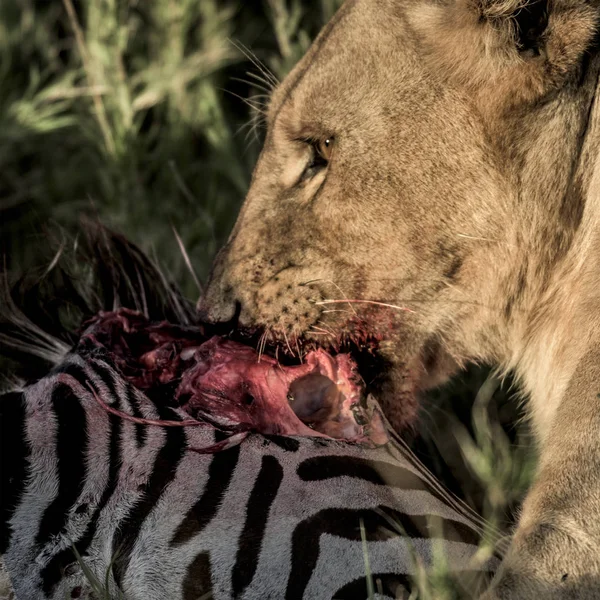 Lev, jíst zebra v národní Park Serengeti — Stock fotografie