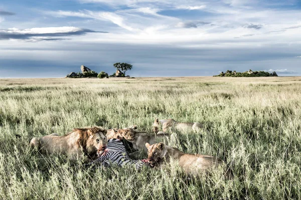 Leões machos e fêmeas comendo zebras no Parque Nacional Serengeti — Fotografia de Stock