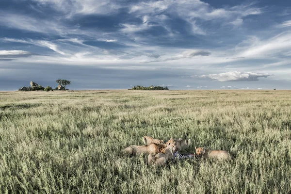 Male and female lions eating zebras in Serengeti National Park — Stock Photo, Image