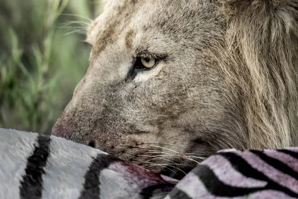 Leão comendo zebra no Parque Nacional Serengeti — Fotografia de Stock