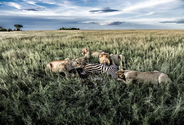 Erkek ve dişi aslanlar zebralar Serengeti Ulusal Parkı'nda yemek — Stok fotoğraf
