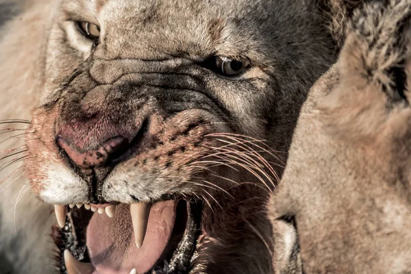 Lví vrčení při jídle v národní Park Serengeti — Stock fotografie