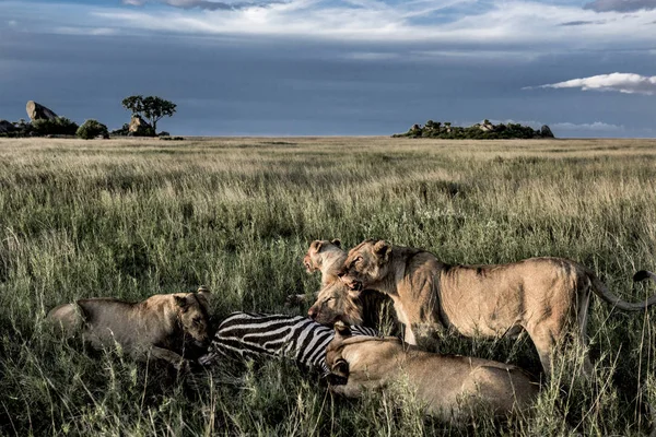 Płci męskiej i żeńskiej lwy jedzenie zebry w parku narodowym Serengeti — Zdjęcie stockowe