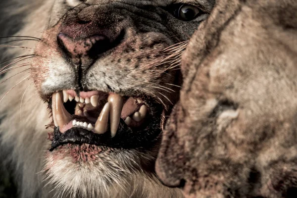 狮子咆哮边吃边在塞伦盖蒂国家公园 — 图库照片