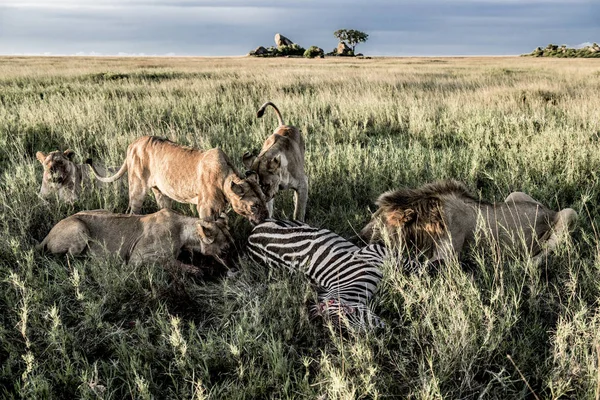 Manliga och kvinnliga lejon äter zebror i Serengeti National Park — Stockfoto