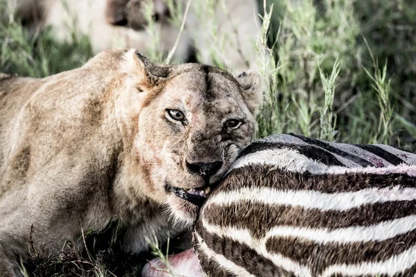 Leão fêmea comendo zebra no Parque Nacional Serengeti — Fotografia de Stock