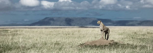 Cheetah on a mound watching around in Serengeti National Park — Stock Photo, Image