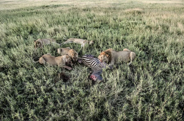 Płci męskiej i żeńskiej lwy jedzenie zebry w parku narodowym Serengeti — Zdjęcie stockowe