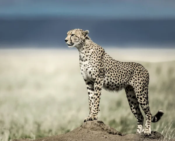 Cheetah na Kopiec, oglądanie okolicy w parku narodowym Serengeti — Zdjęcie stockowe